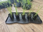 Sadzonki trawy pampasowej 5 szt silver white