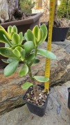 Grubosz Crassula Maruba