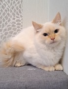 Kocur neva masquerade kot syberyjski kremowy