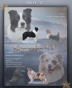 Szczeniak piesek border collie blue merle ZKWP FCI