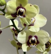 Storczyk phalaenopsis odmiana Deep Secret nie kwitnacy 