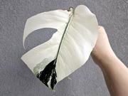 Monstera Noid Mint ukorzenionia pędówka naturalna nie z tc