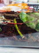 Patyczak Lonchodiodes sp. Ilocos wysyłki!