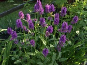 Czyściec 'Hummelo' - Stachys 'Hummelo' 30 nasion