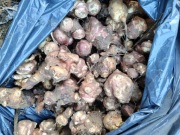 Topinambur 5 kg jadalny konsumpcyjny albo sadzeniaki