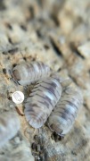 Promocja!! Isopody, prosionki, Armadillidium Espanyoli Marbleized