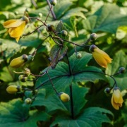 Kirengeszoma dłoniasta / Kirengeshoma palmata Black Style