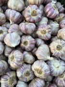 Czosnek Harnaś naturalny kalibracaj 5,5-6 1kg