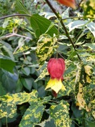Abutilon megapotanica Variegata