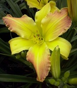 Liliowiec Annegret Brauckman