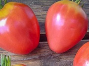 Pomidor Wołowe ucho - 10 nasion kolekcjonerskich