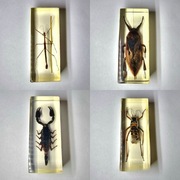 Owady zatopione w żywicy 4 sztuki. Odbiór osobisty Warszawa.