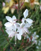 Gaura Linheimera Oenothera białe motyle 50 dużych nasion