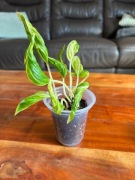 Epipremnum Sanhri La Variegata Godzilla Variegata 2 pędy ukorzeniona