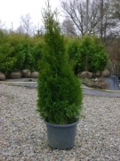 Żywotnik zachodni 'Smaragd' Szmaragd 120 cm gęsta