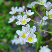 Skalnica dalmatyńska / Saxifraga Canis-dalmatica