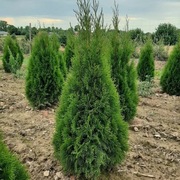 Tuje szmaragd 120-130 cm