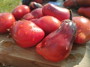 SGT. PEPPERS BRONZE FINGERS nasiona Pomidor Kolekcjonerski