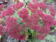 Rozcchodnik okazały