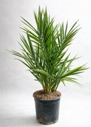 Daktylowiec kanaryjski - Phoenix canariensis 