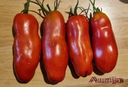 Pomidor Aurija - 30 nasion kolekcjonerskich HIT !