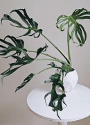 Kolekcjonerska Monstera Unniiae pędówka w bigosie 