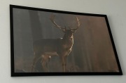„Strażnik Lasu” – fotografia jelenia | Fine Art print 30x45