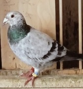 Samiec Rozpłodowy wydał wiele wybitnych lotników 