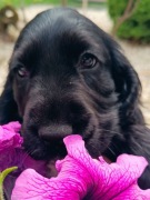 Szczeniaki mini pudel z rodowodem 