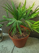 Trachycarpus fortunei szorstkowiec fortunego karlatka Chamaerops humilis