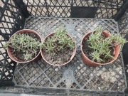 Goździk siny różowy 