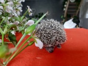 Jeżyki pigmejskie - nowy miot