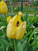 Kokony Murarki Rogatej 300 sztuk