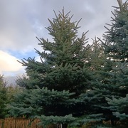 CHOINKA CHOINKI SWIERKI JODŁY 150 ZŁ 