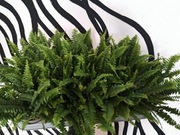 Paproć domowa - Nephrolepis (bujna, zdrowa roślina doniczkowa)