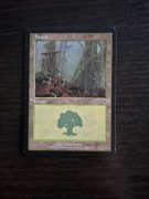 Forest. Magic The Gathering 