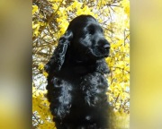 Cocker spaniel angielski