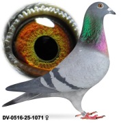 Młode 2026 para 34 oryg Rainer Puttmann Hurrican 51 x Fieneeke 5000 