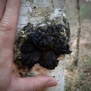 Chaga grzyb  leczniczy 