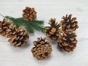Szyszki, piękne, nie połamane, sosnowe, cena 1 zł za 7 sztuk