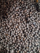 Łubin słodki agat rok po kwalifikowanym