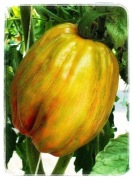 Green Tulip Pomidor Kolekcjonerski