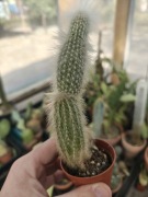 CLEISTOCACTUS STRAUSII 