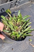 Penstemon Strictus  1.5l donica 