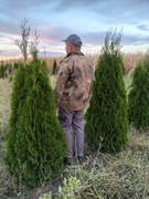 Tuja Szmaragd 150-170 cm . Promocja!! 