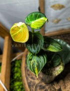 Philodendron melanochrysum variegata melanochryzum filodendron sadzonka