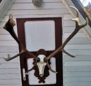 Wieniec koronny z czaszką 