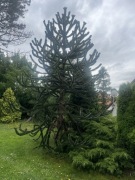 Araukaria chilijska małpie drzewo