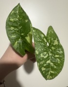 Syngonium Panda - cięta