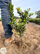 Ilex meserveae Blue Prince, Heckenblau, ostrokrzew, 30-40cm, goły korzeń 